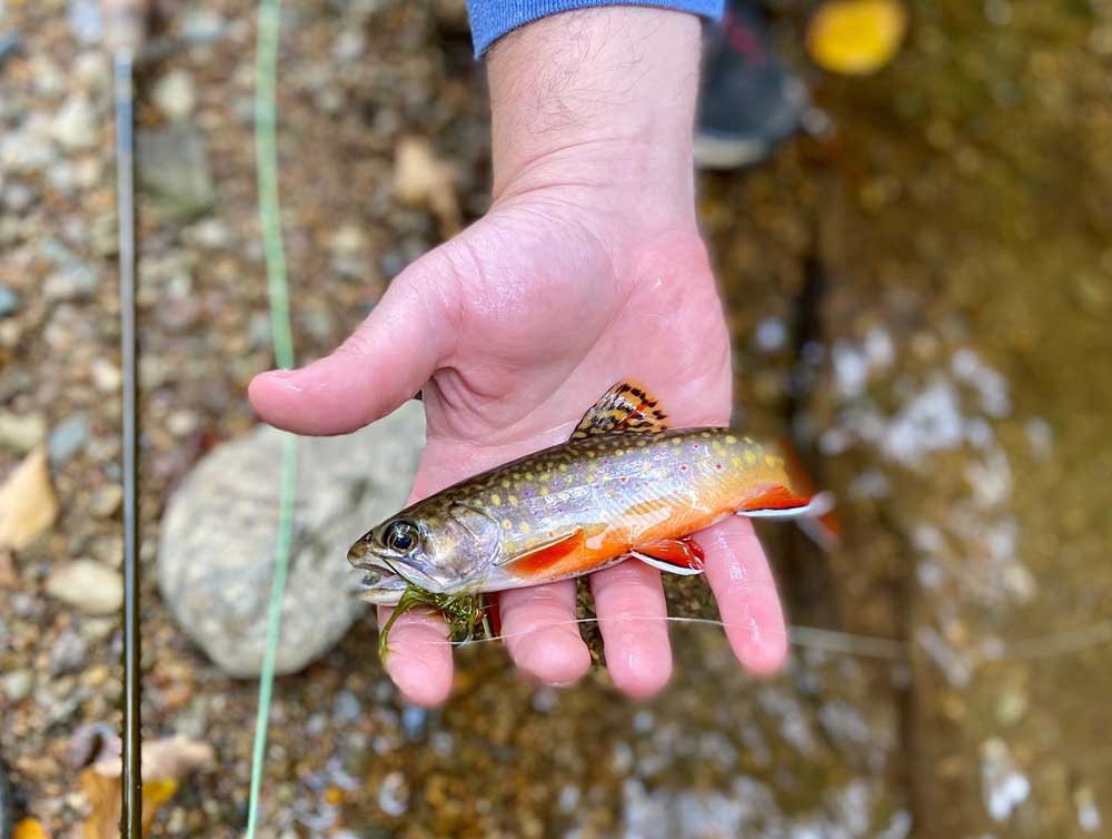 Trout Fishing in Blue Ridge, Georgia, Mini-Guide