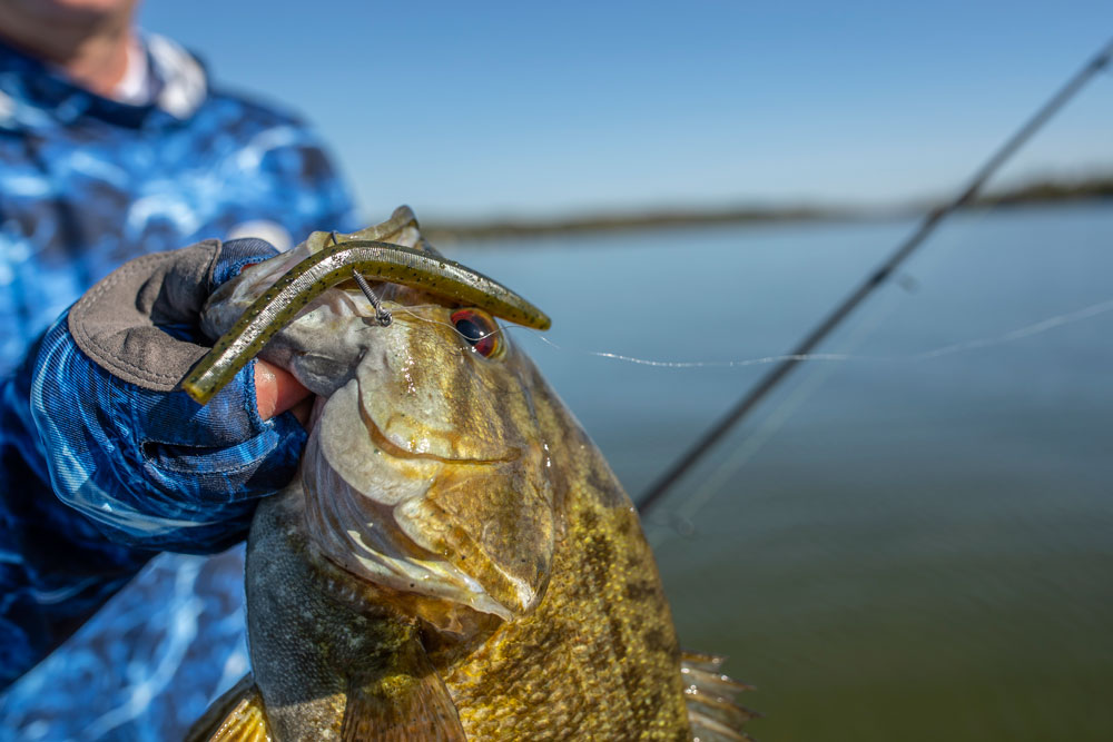 Winter Grub Fishing: A Classic Bait That Always Crushes