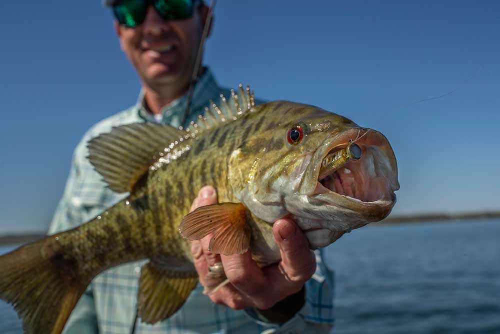 Species Profile: Smallmouth Bass