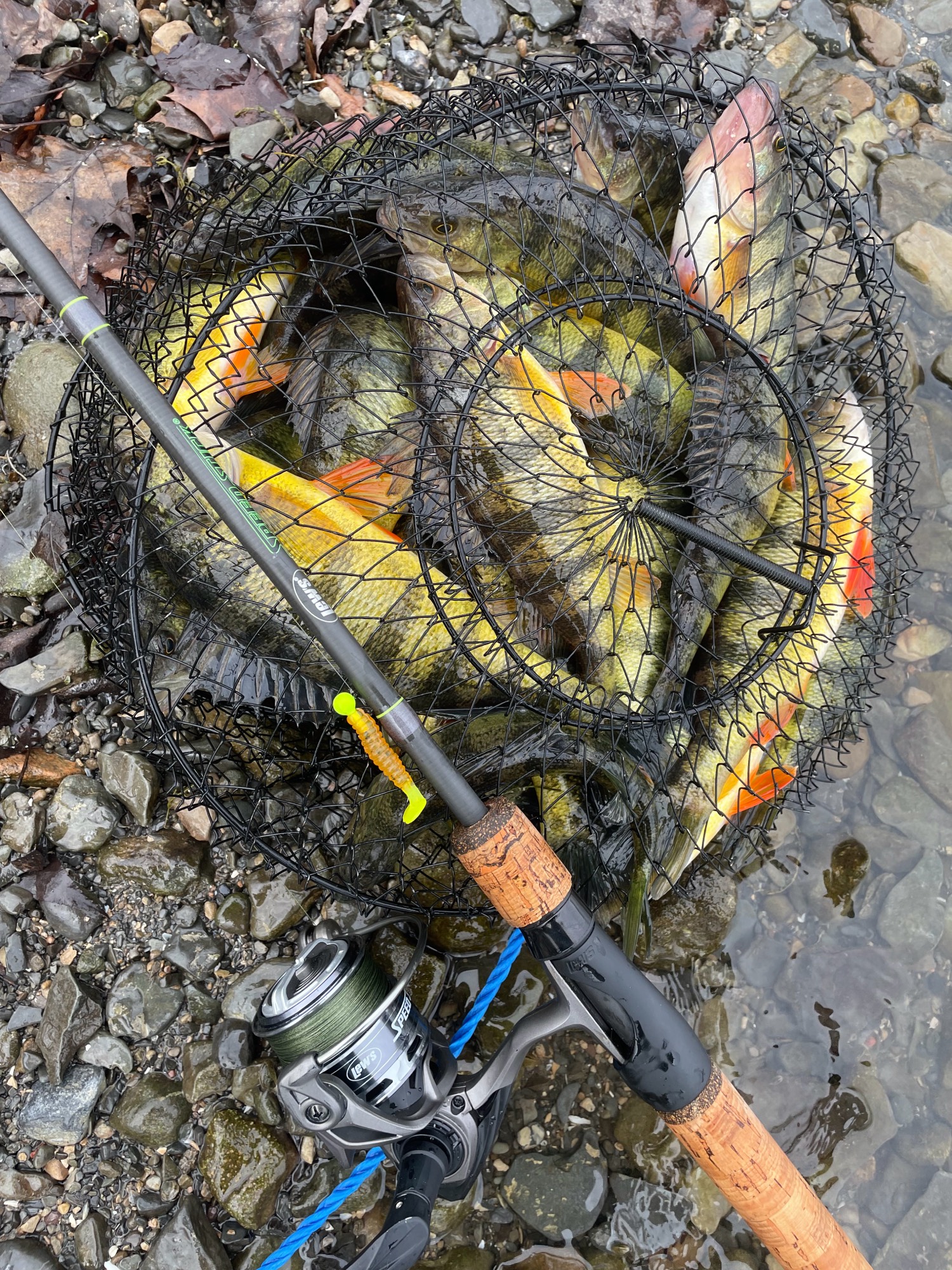 5 Tips for Targeting Spring Golden Perch – Social Fishing