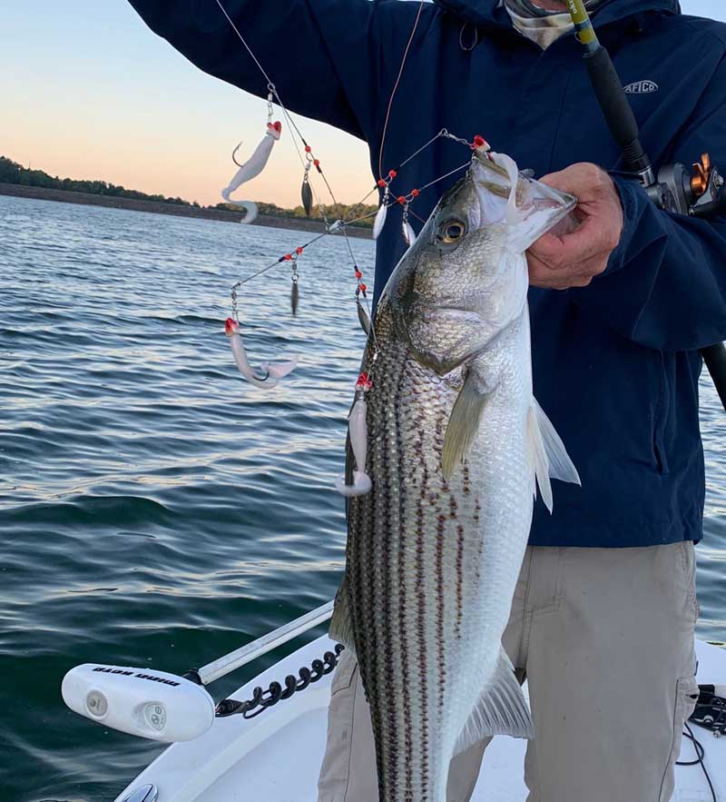 Striper Bass in Southwest VA struck my umbrella rig (Caught and released) :  r/Fishing