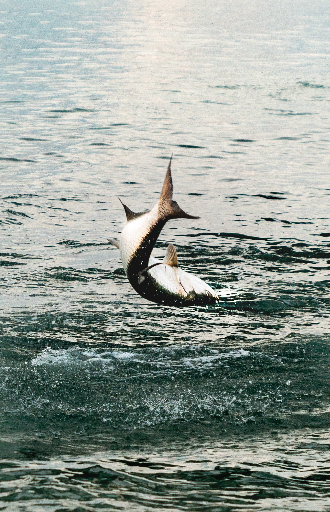 tarpon jumping