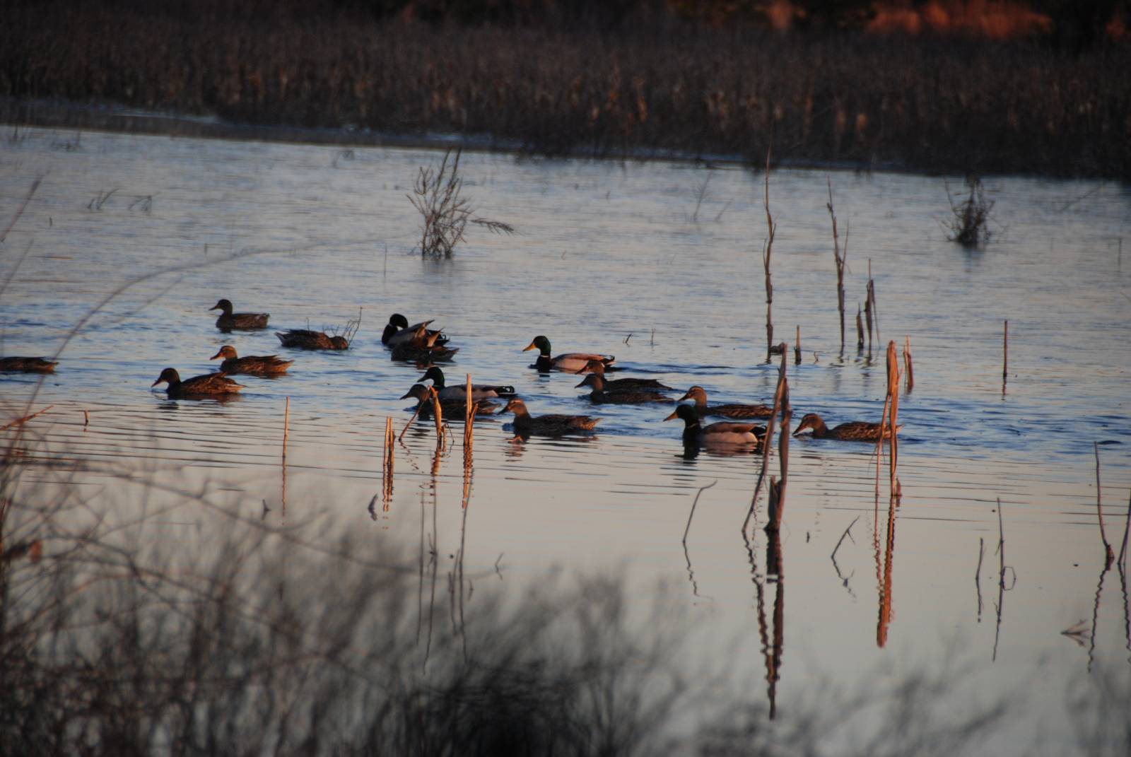 mississippi flyway