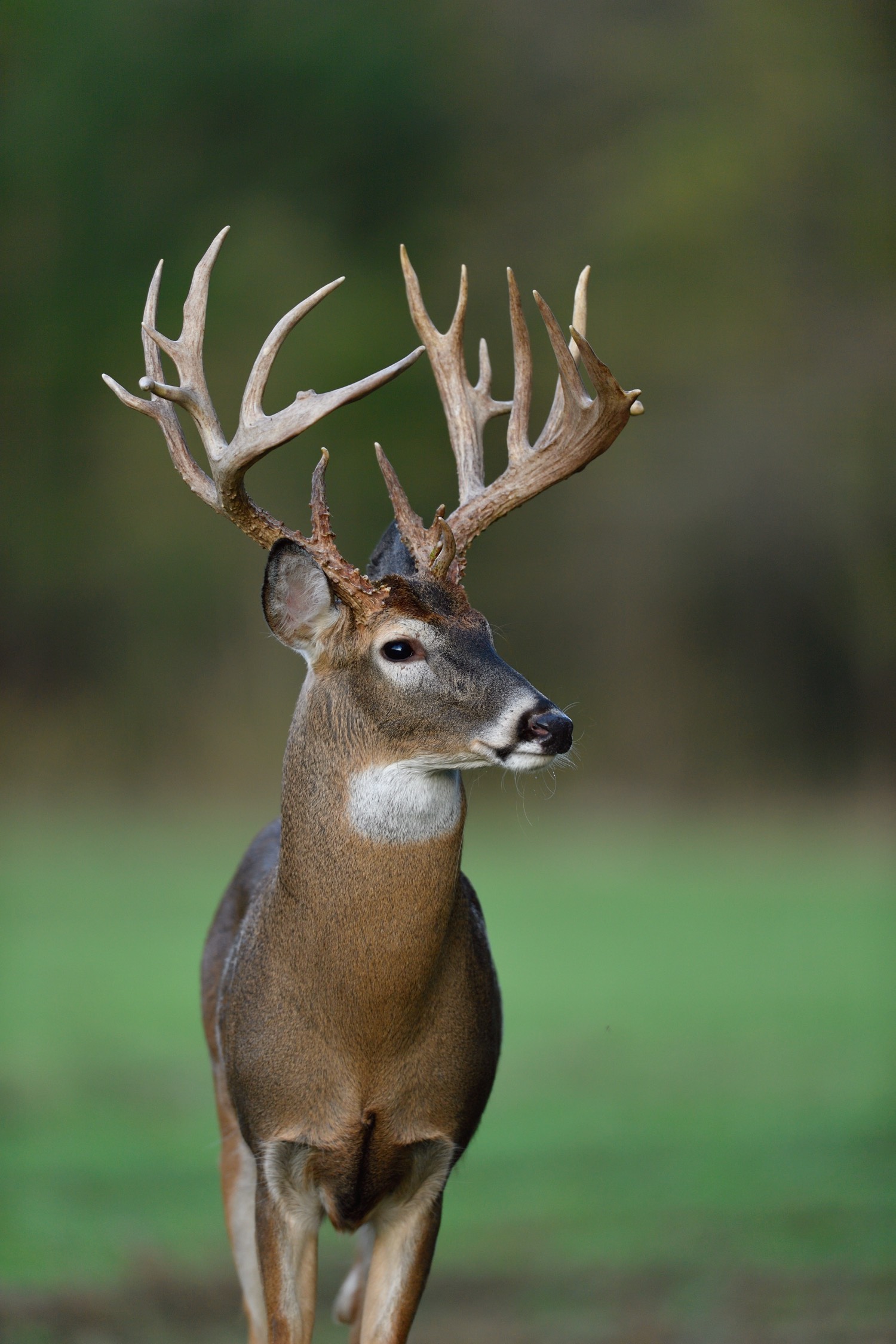 whitetail buck