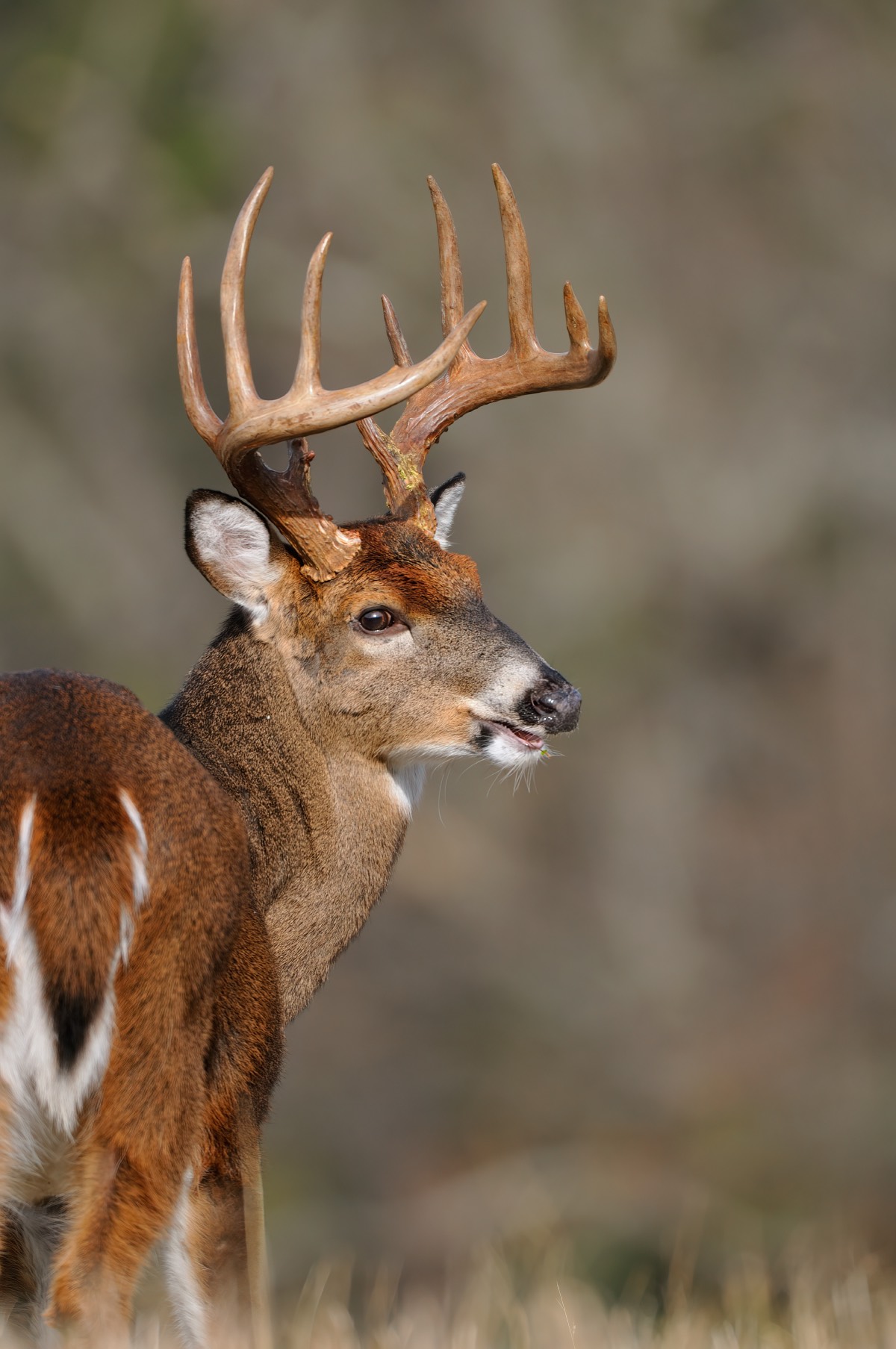 whitetail deer