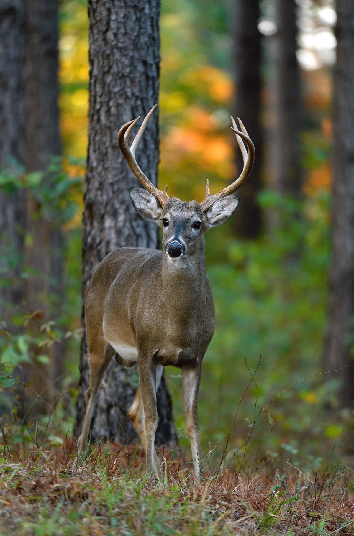 whitetail deer