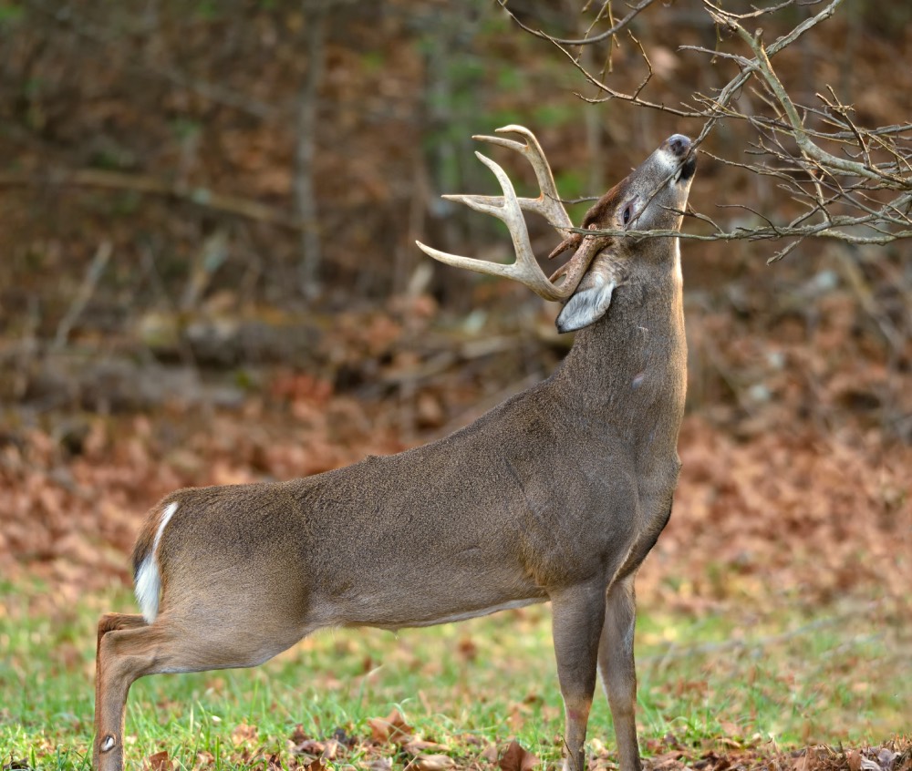 whitetail scrape