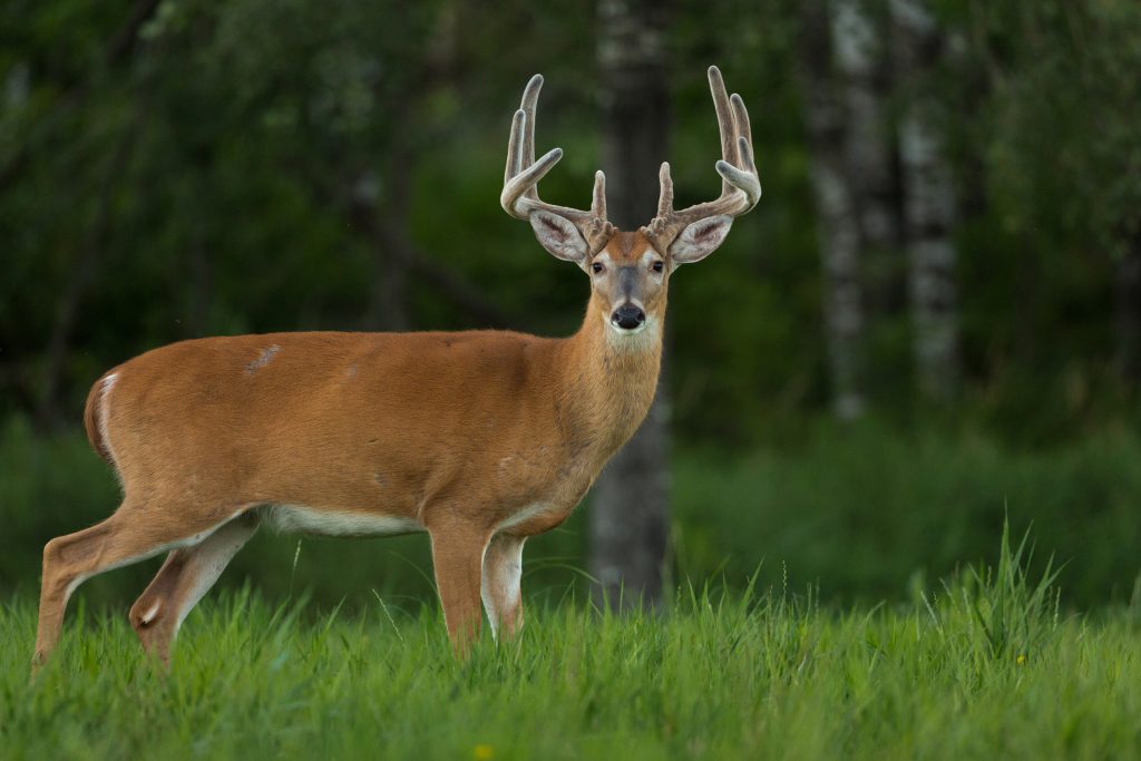 whitetail deer