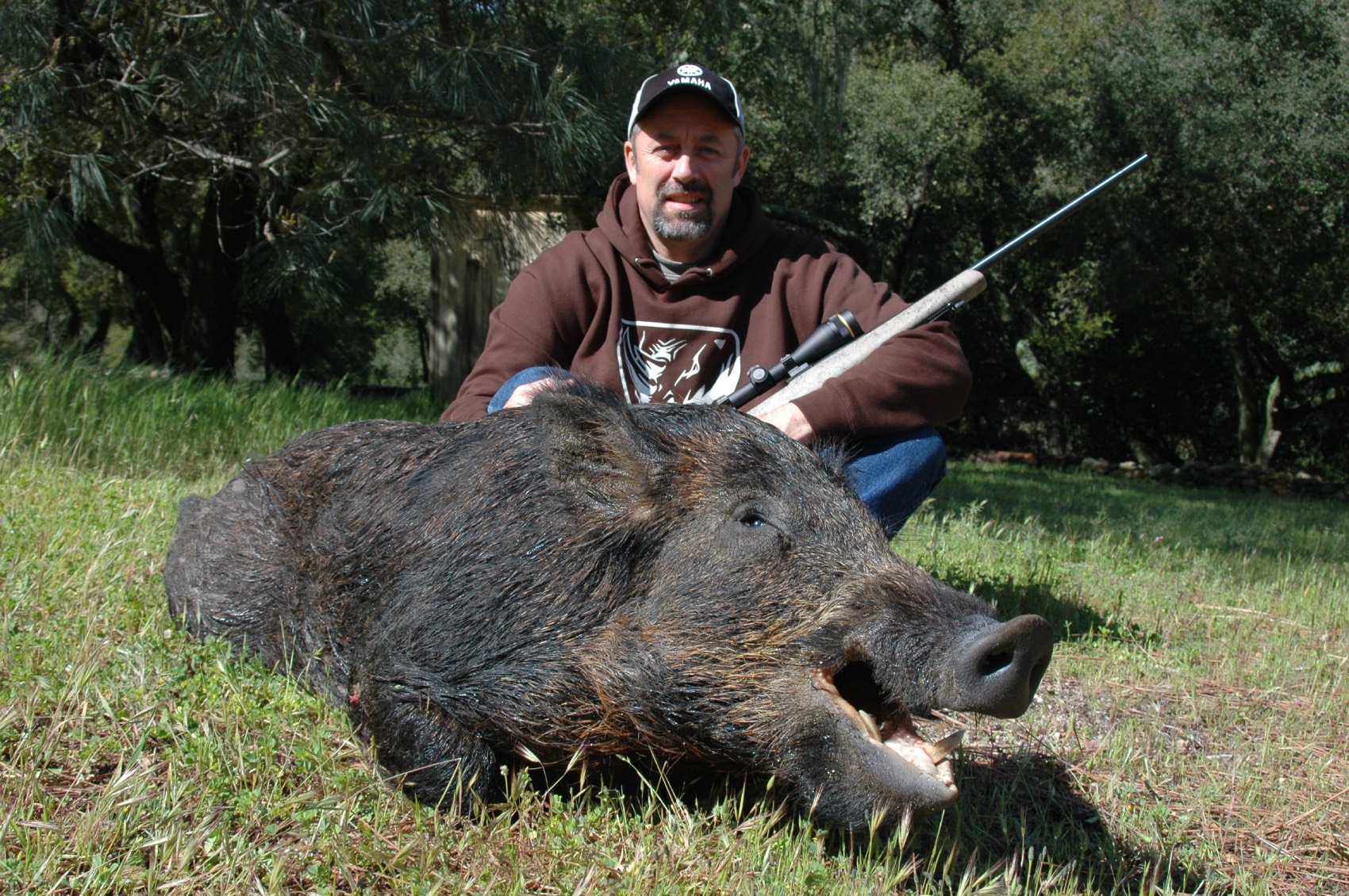 wild hog