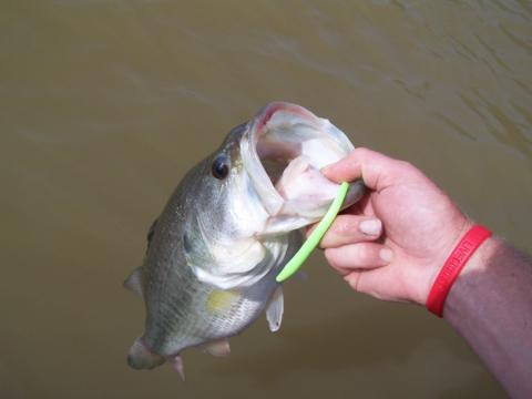 How to Fish a Jiggerpole for Bass