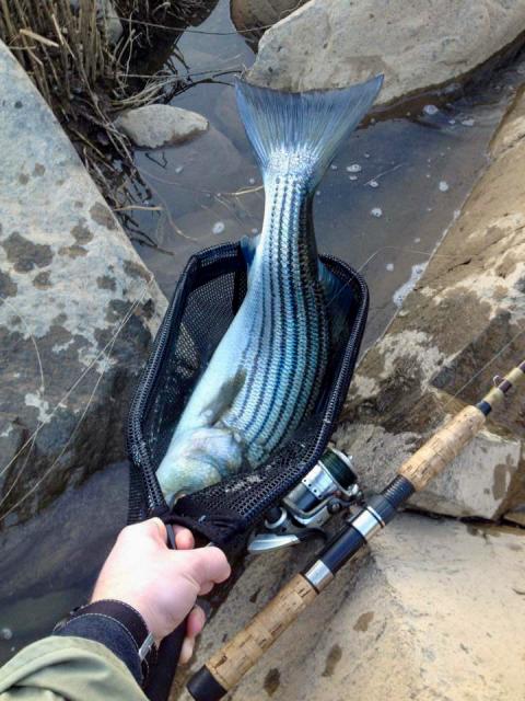 淡水ドラム釣り淡水ドラム釣り  